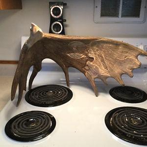 Carved Moose Antler