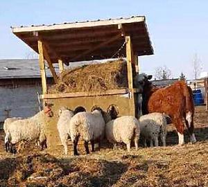 HAY SAVERS FOR SHEEP AND GOATS