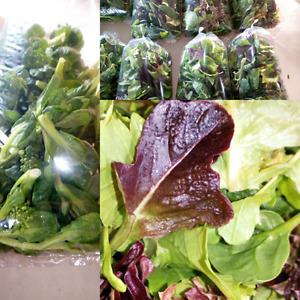 Organically Grown Vegetables and Mixed Salad