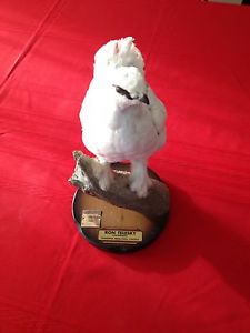 Ptarmigan bird