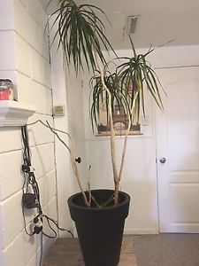 Two Tall house plants