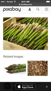 Wanted: Asparagus plants/ roots