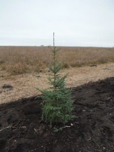 Wild White / Black Spruce Trees for Sale