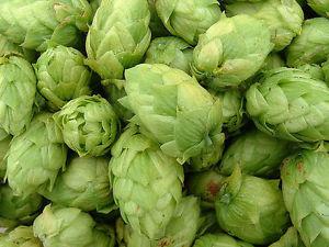 Willamette and Cascade Hop plants for sale
