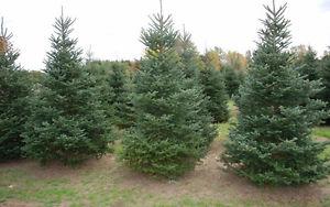 spruce trees wanted