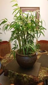 Silk Bamboo tree
