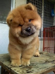Wanted: Chow Chow Puppies