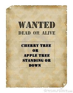 Wanted: DEAD OR ALIVE apple or cherry trees/wood standing or
