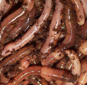 Worms (Nightcrawlers) for sale.