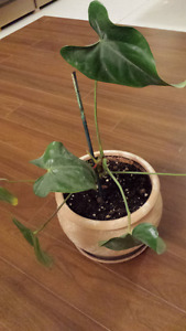 small anthurium plant