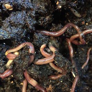 1/2 lb Red wriggler worms for Vermicomposting