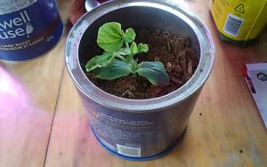 Atlantic Giant Pumpkin Sprout (2 weeks old)