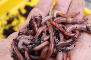 Composting / Fishing worms