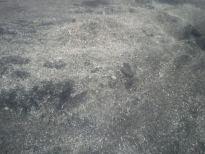 Free Black Dirt with Mulch