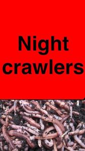 Night crawlers!! Good prices!