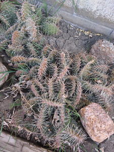 Perrenial cactus