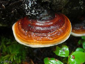 Red belted Polypore