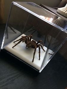 Spider in case