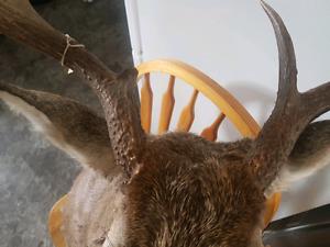 Deer head for mounting