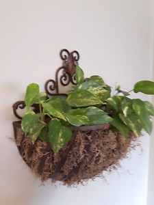 Indoor/outdoor wall planter