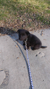 Mixed Breed MALE Puppy