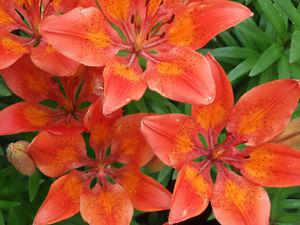 Orange Tiger Lily Bulbs