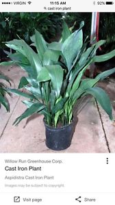 Wanted: Cast iron plant houseplant wanted
