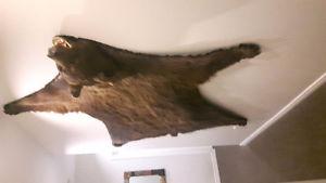7'3" Cinnamon Black Bear Rug