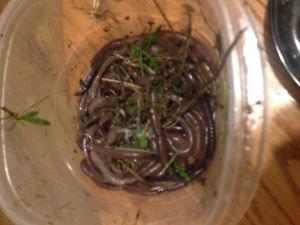 60+ earthworms