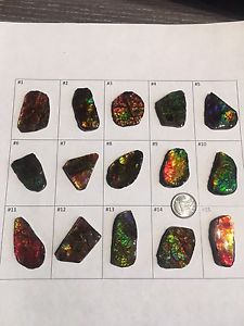 AMMOLITE gem pieces
