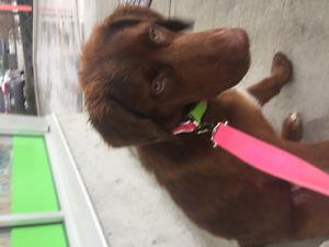 Free 6 month old spayed female dog