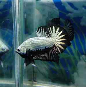 Koi & Black Dragon Halfmoon Plakat Betta Fish (Males &
