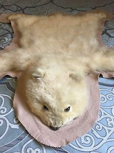 Polar Bear Cub skin rug