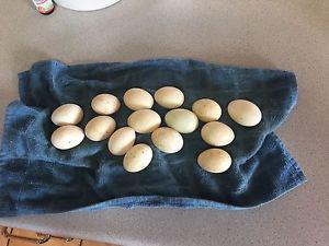 Welsh Harlequin fertilized duck eggs