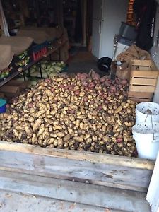 Organic farm potatoes