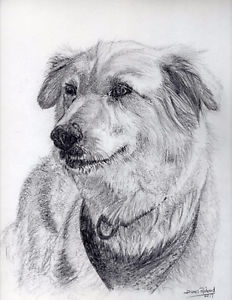 Pet Drawing from a Photo(s)
