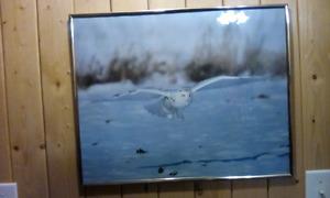 Picture White Owl