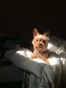 Seeking male Yorkie