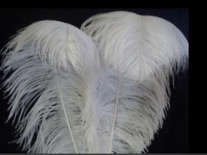 WHITE OSTRICH FEATHERS