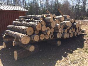 8 ft poplar logs