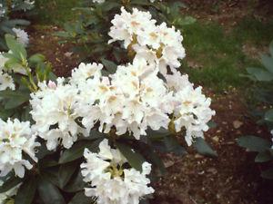 Rhododendrons & more