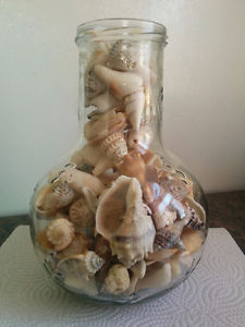 Seashells from Sanibel Island, Florida