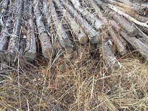 9' spruce and pine firewood