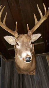 Taxidermy Shoulder mount buck head
