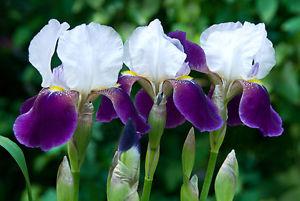 Bearded Irises Thinning Frontal Iris Bed