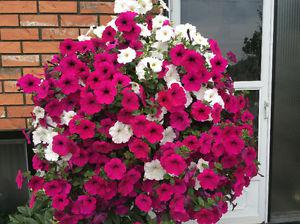 Beautiful bedding plants and Hanging Baskets