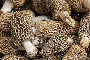 Fresh Morel Mushrooms --Yorkton, SK