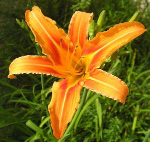 Gorgeous Tall Orange Daylilies Thinning Lily Bed