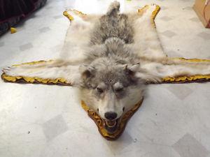 Mounted wolf hide