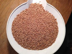 AAC Jatharia. Certified#1 seed wheat